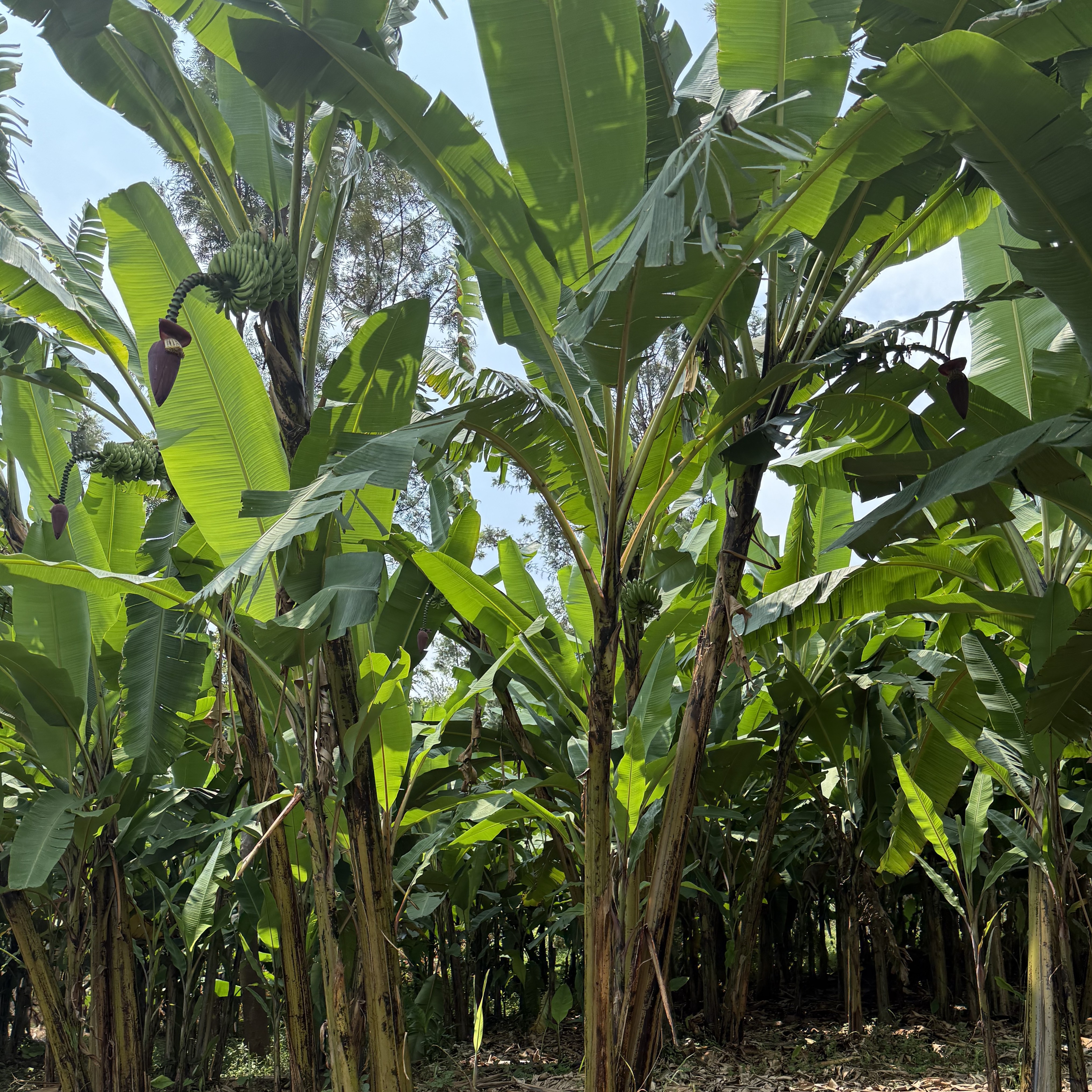 Rwanda Gisheke Natural(24/25年クロップ) | ORIGIN COUNTRIES for